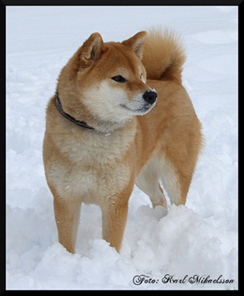 Akiko