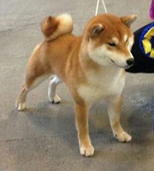 Katai's Red Boy