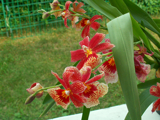blomma