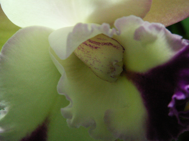 blomma