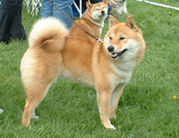 Stämmlocks Chiaki