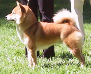 Stämmlocks Daikichi