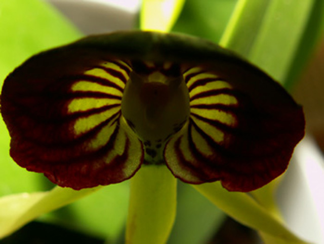 blomma