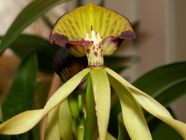 blomma