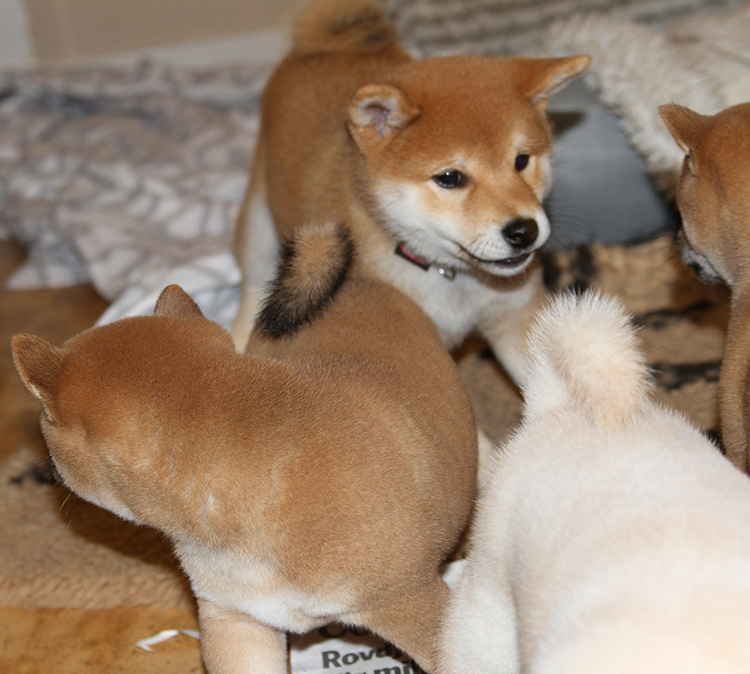Sutamuroku Shiba