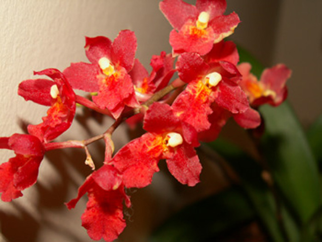 blomma