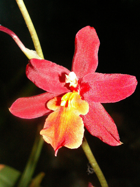 blomma