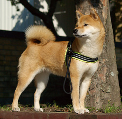Stämmlocks Izumi Go Akiko